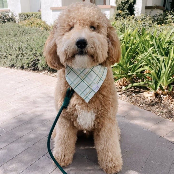 Braided Rope Leash - Evergreen - The Crowd Went Wild