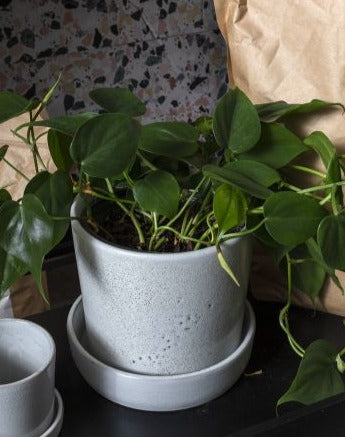 Off-White Ceramic Planter & Saucer - The Crowd Went Wild